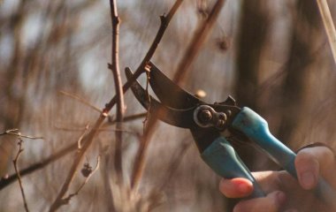 Не пропустіть момент: ці шість дерев потрібно обрізати вже зараз, інакше сад втратить урожай