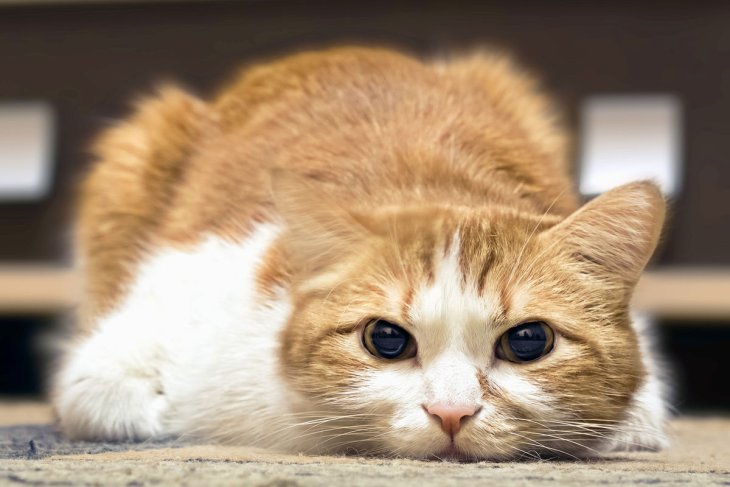 Спортивный кот показал, как правильно качать пресс (ВИДЕО)