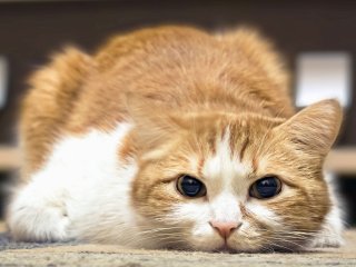 Спортивный кот показал, как правильно качать пресс (ВИДЕО)