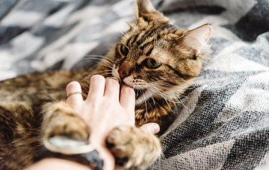 Кот подружился с милым шарпеем и покорил Instagram (ФОТО)