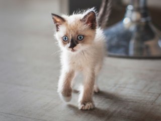 Сети насмешил разбушевавшегося на «мокрую» воду котенка (ВИДЕО)