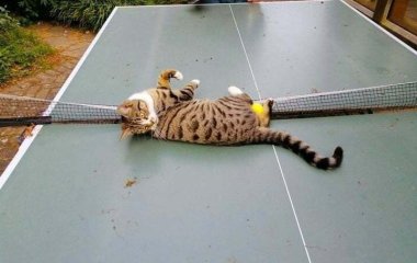 Кот, принимавший «активное» участие в игре в настольный теннис, стал звездой Сети