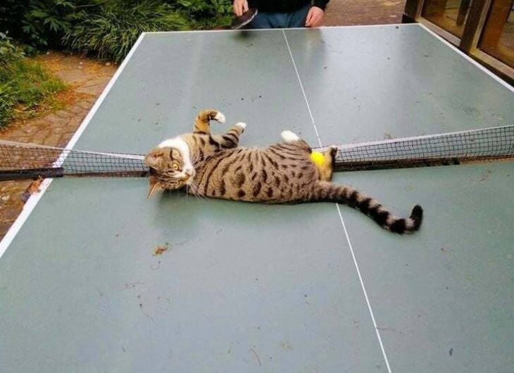 Кот, принимавший «активное» участие в игре в настольный теннис, стал звездой Сети