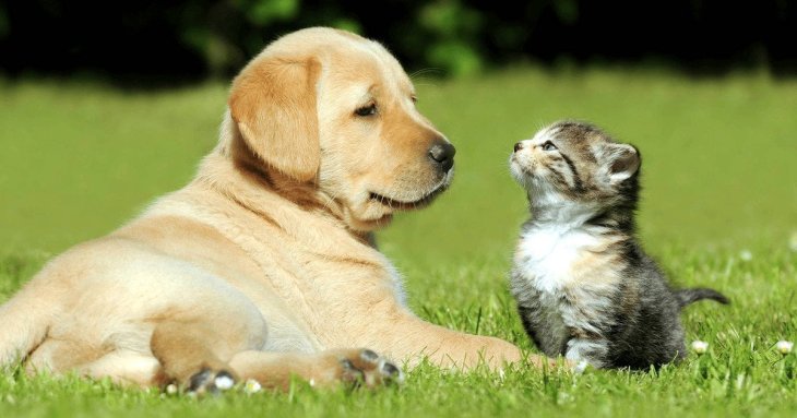 5 порід собак, які добре уживаються з котами: кого обрати, якщо вдома вже є тварина