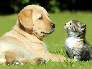 5 порід собак, які добре уживаються з котами: кого обрати, якщо вдома вже є тварина