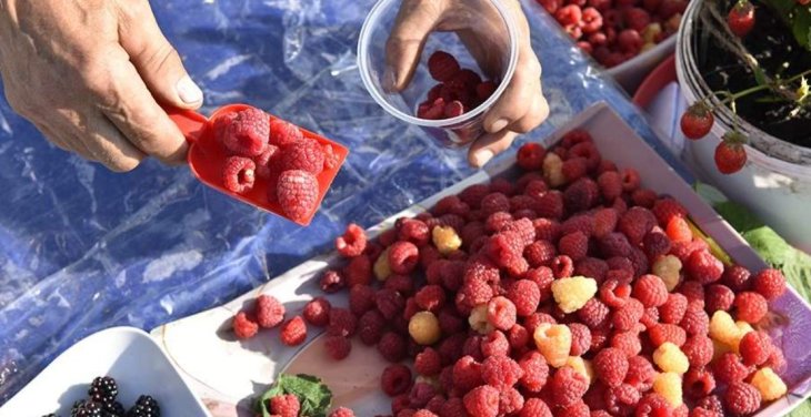 Терапевт спростувала міф про можливість запастися вітамінами влітку на рік наперед