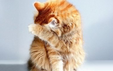 Запах з котячого лотка зникне назавжди: простий спосіб без хімії та шкоди для улюбленця