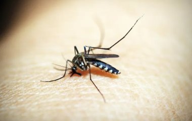 Почему укусы комаров чешутся и как быстро остановить зуд