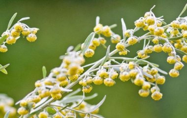 Вчені розкрили властивість полину пригнічувати коронавірус