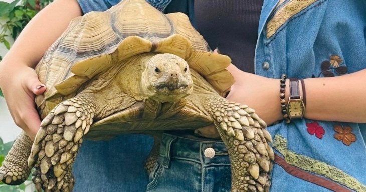 Черепаха здійснила втечу з дому: скільки кілометрів вона подолала за два тижні — фото