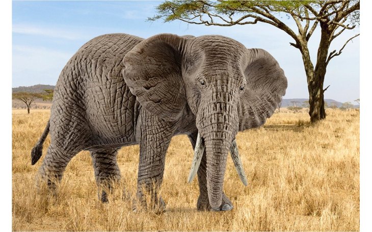 Слониха сыграла в футбол с подростками (ВИДЕО)