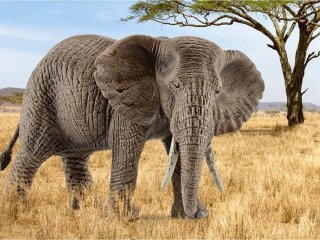 Слониха сыграла в футбол с подростками (ВИДЕО)