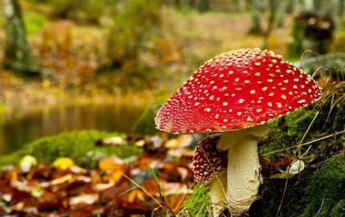 Отруєння грибами: ознаки, наслідки, профілактика