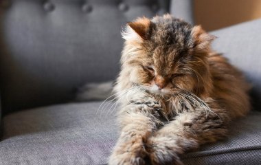 Коли наші коти стають старими