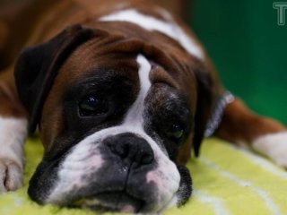 Ветеринарка назвала 5 порід собак, яких ніколи б не завела: у чому причина