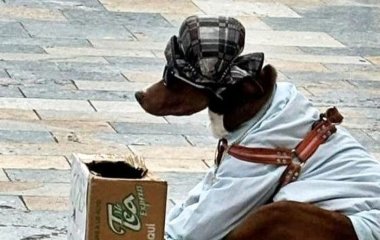 Люди врятували одягненого собаку, якого змушували жебракувати на вулиці – фото