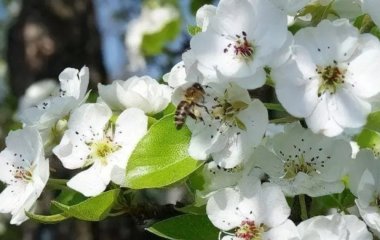 Коли і чим обробляти грушу навесні для щедрого врожаю