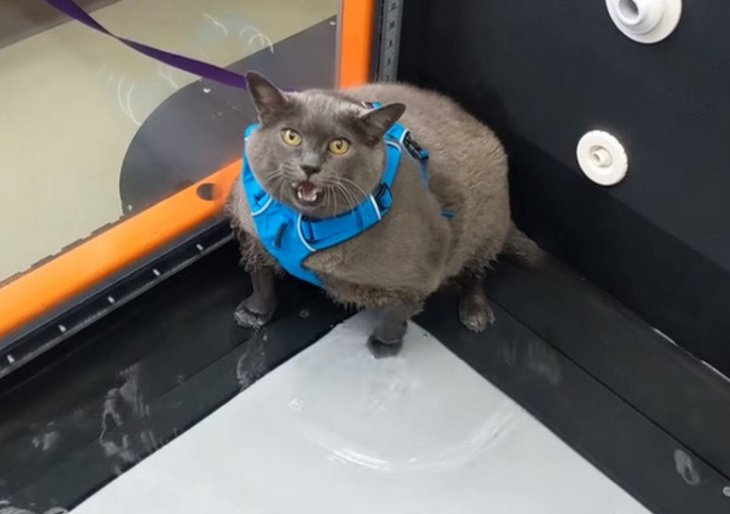 Сети насмешила толстая кошка, не желающая заниматься спортом (ФОТО)