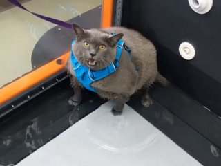 Сети насмешила толстая кошка, не желающая заниматься спортом (ФОТО)