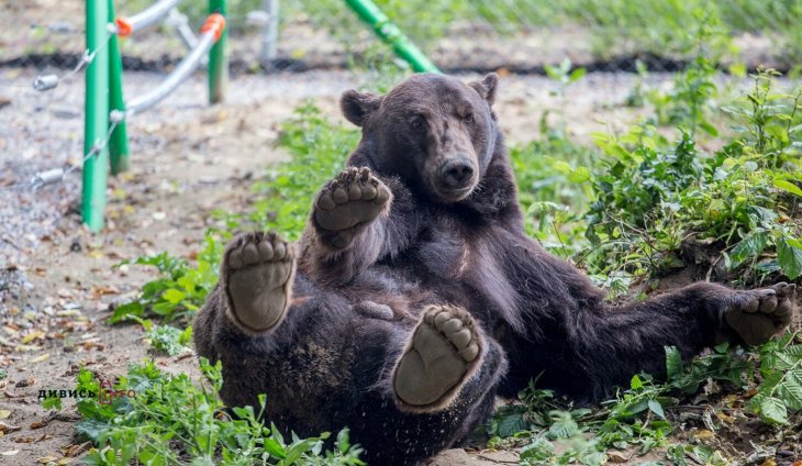 Ведмеді захопили батут домогосподарки, щоб пограти на ньому (ВІДЕО)
