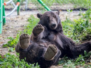 Ведмеді захопили батут домогосподарки, щоб пограти на ньому (ВІДЕО)