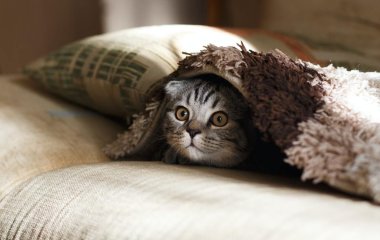 Медики назвали неожиданные преимущества для владельцев кошек