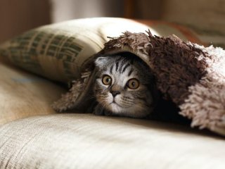 Медики назвали несподівані переваги для власників котів