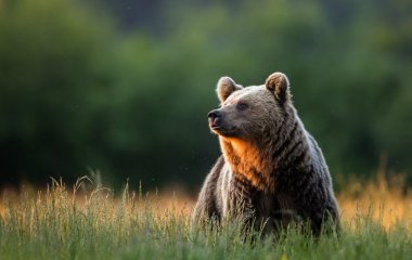 Оптична ілюзія зі слоном: лише 2% людей можу знайти усіх тварин — перевірте себе