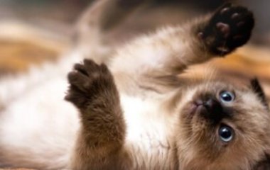 Не ругайте своего любимца: у кошек есть 