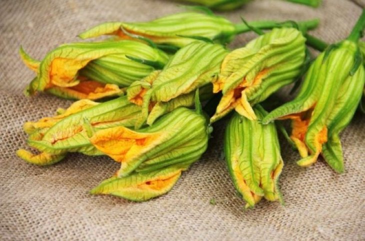 Выведет шлаки и поможет пищеварению: полезные свойства цветов кабачков