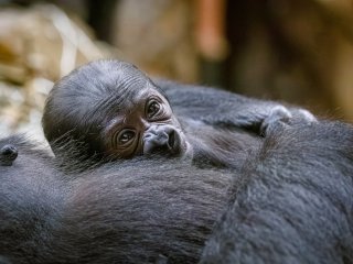 Сети умилил детеныш обезьяны, целующий маму (ВИДЕО)