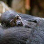 Сети умилил детеныш обезьяны, целующий маму (ВИДЕО)
