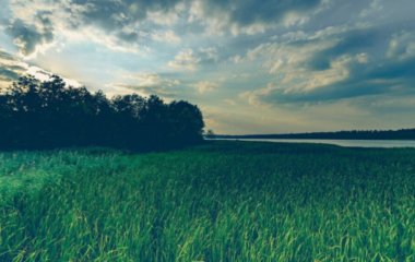Пес устроил прогулку по свежескошенной траве и стал звездой Сети (ФОТО)