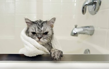 Все, що вам потрібно знати про купання котів: секрети безтурботної процедури