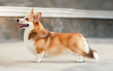 Владельцы собак «взорвали» Сеть новым приколом (ВИДЕО)