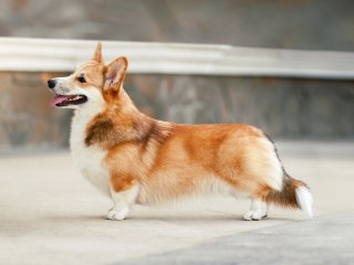 Власники собак «підірвали» Мережу новим приколом (ВІДЕО)