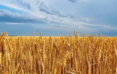 Привітання з Днем Незалежності України 2025 року: вірші, проза, листівки