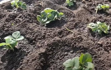 Осіння посадка полуниці: три секрети для гарного врожаю від досвідченого садівника
