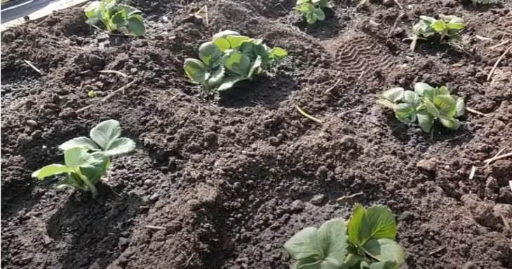 Осіння посадка полуниці: три секрети для гарного врожаю від досвідченого садівника