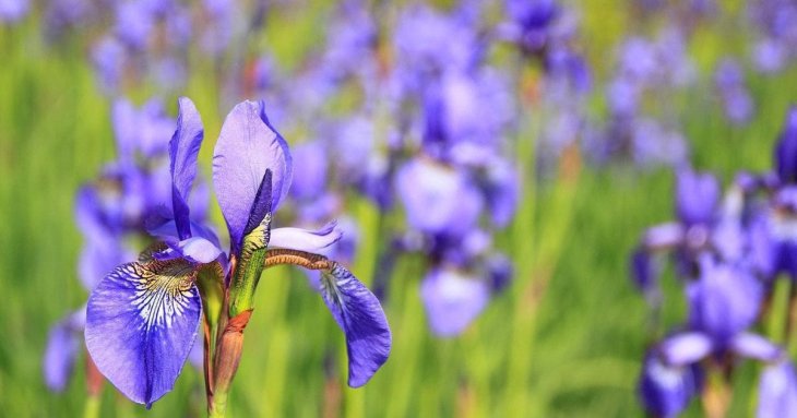 Цікаві факти про іриси: квіти, що пройшли крізь віки