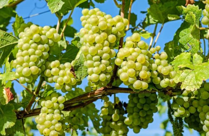 Названы болезни, при которых опасно есть виноград