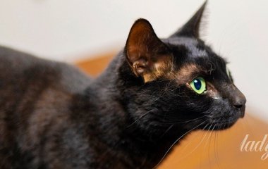 Котики більше звертають увагу на чоловіків, а не на жінок: дослідники пояснили чому