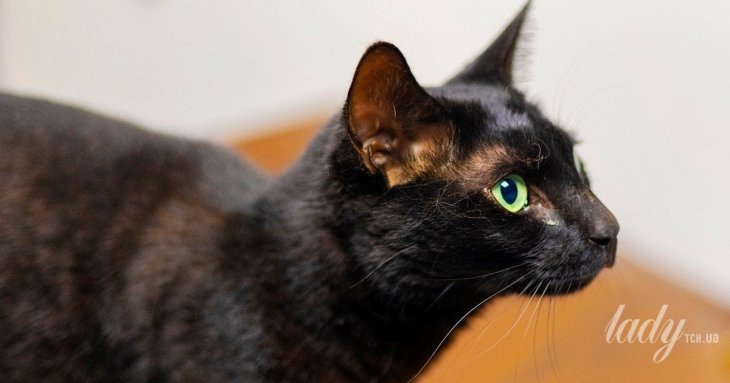 Котики більше звертають увагу на чоловіків, а не на жінок: дослідники пояснили чому