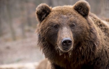 Медведь просто хотел охладиться, но быстро пожалел о своем решении