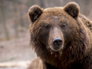 Медведь просто хотел охладиться, но быстро пожалел о своем решении