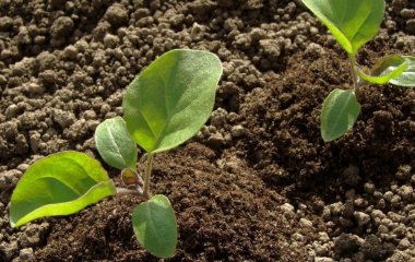 Коли садити баклажани у відкритий ґрунт: визначаємо ідеальний час та правила посадки