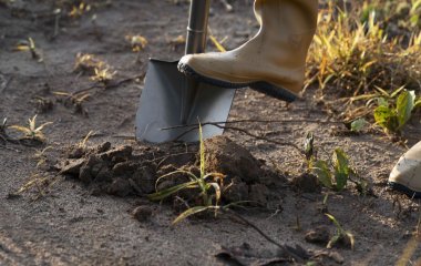 Чи треба перекопувати город на зиму: професійні агрономи дали остаточну відповідь