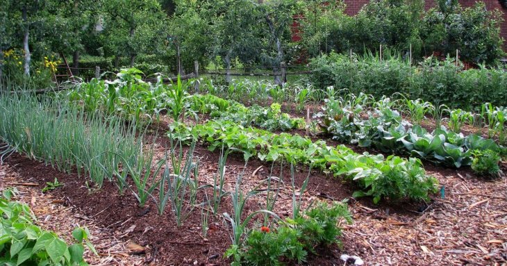 Що треба обов’язково посадити на місці картоплі, а що не слід, бо врожаю не буде: список культур