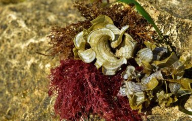 Ученые обнаружили в водорослях вещество, которое подавляет размножение ВИЧ