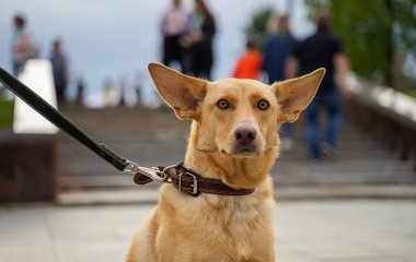 Мережі розсмішив собака, який виліз на верхівку дерева (ФОТО)